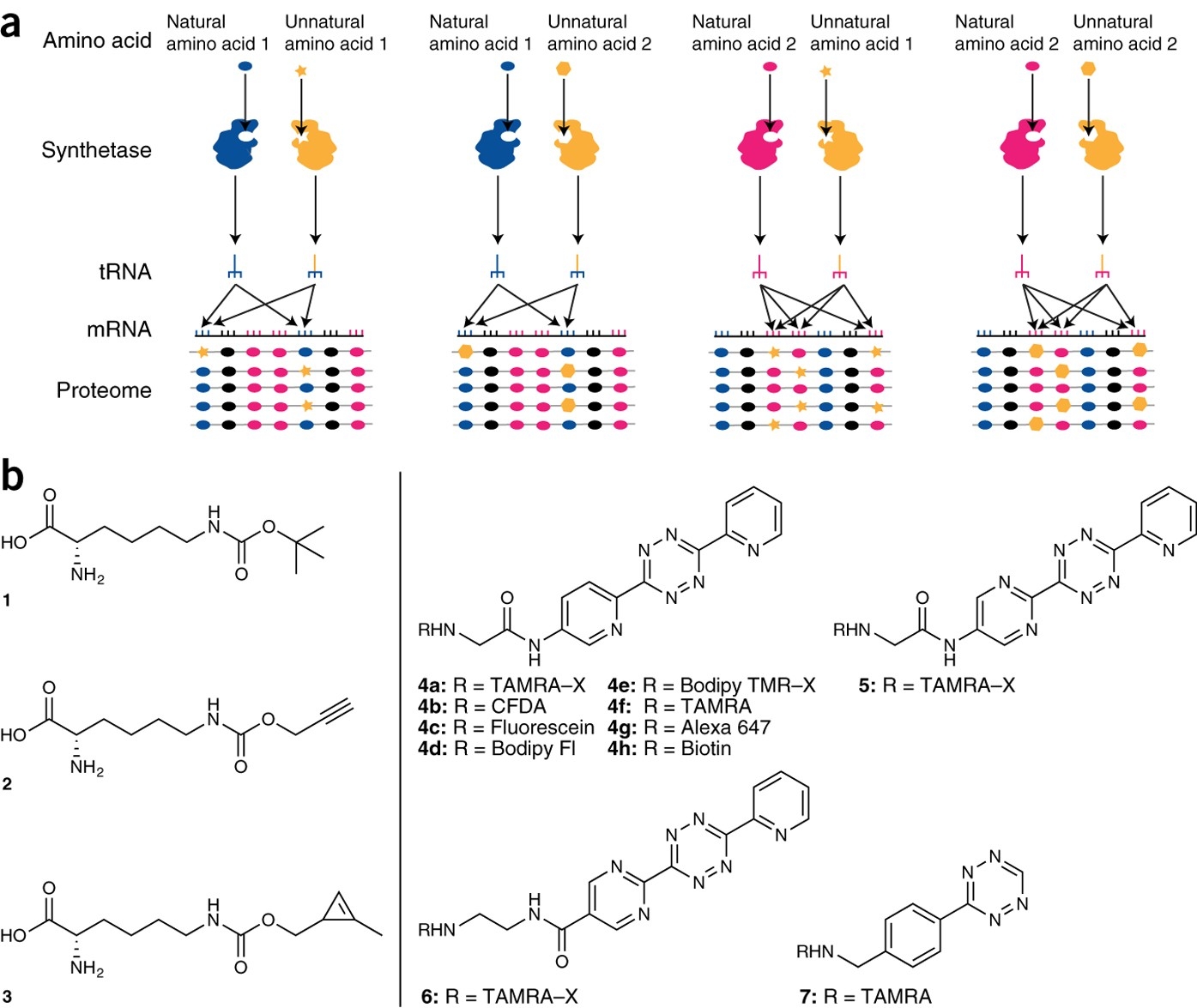 Proteome Labeling And Protein Identification In Specific Tissues And At Specific Developmental Stages In An Animal Nature Biotechnology