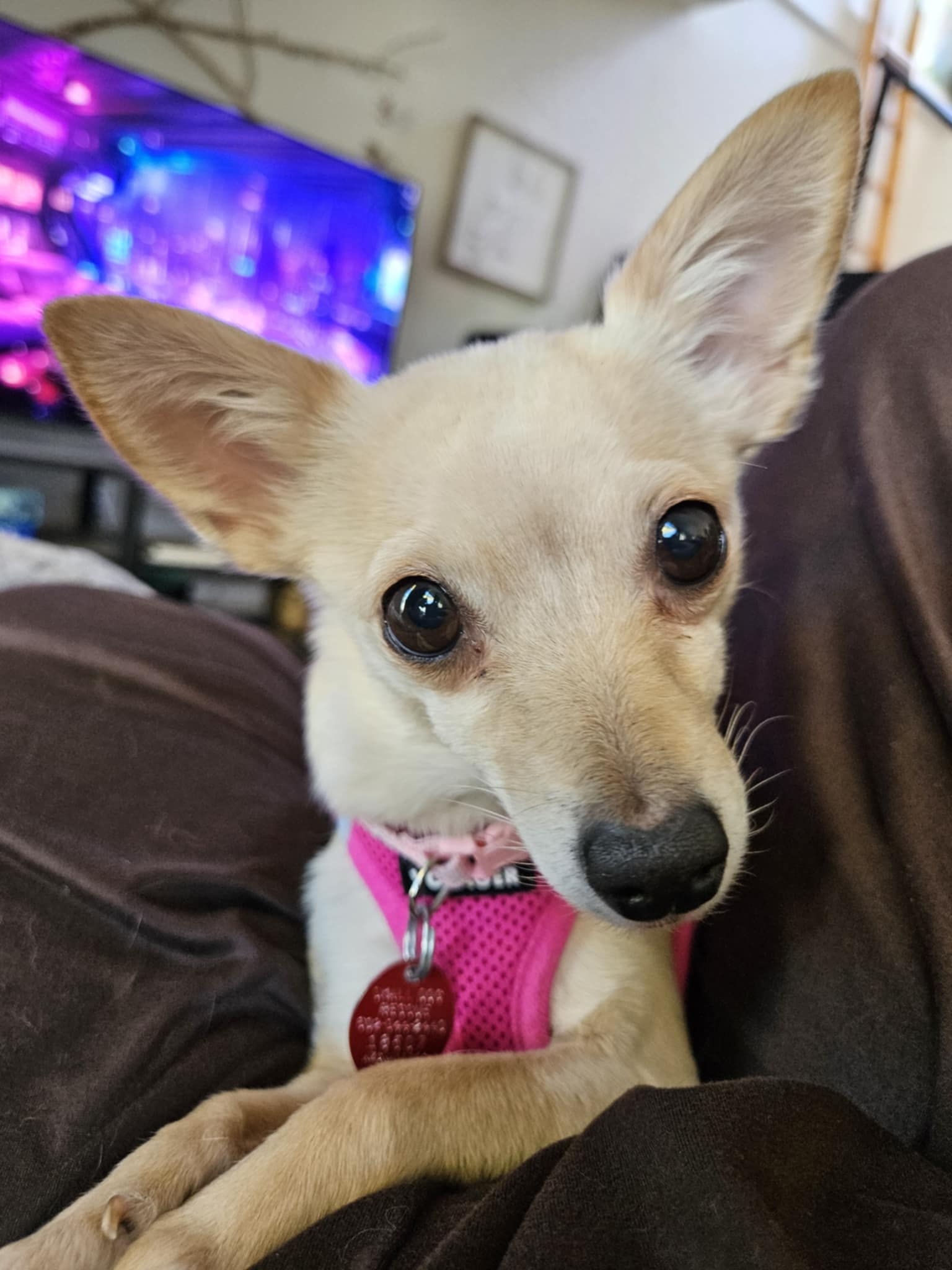 Adoption Form Arizona Small Dog Rescue Dog Rescue Phoenix
